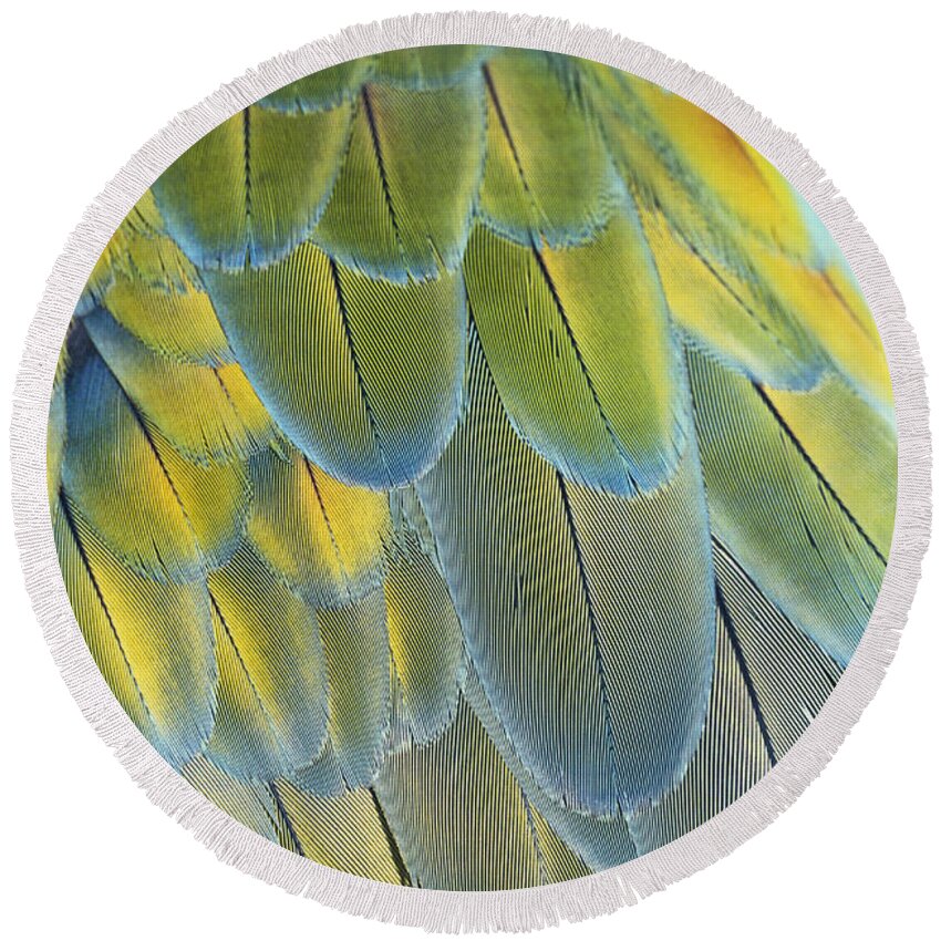Blue And Yellow Macaw Round Beach Towel featuring the photograph Macaw Feathers by George D Lepp