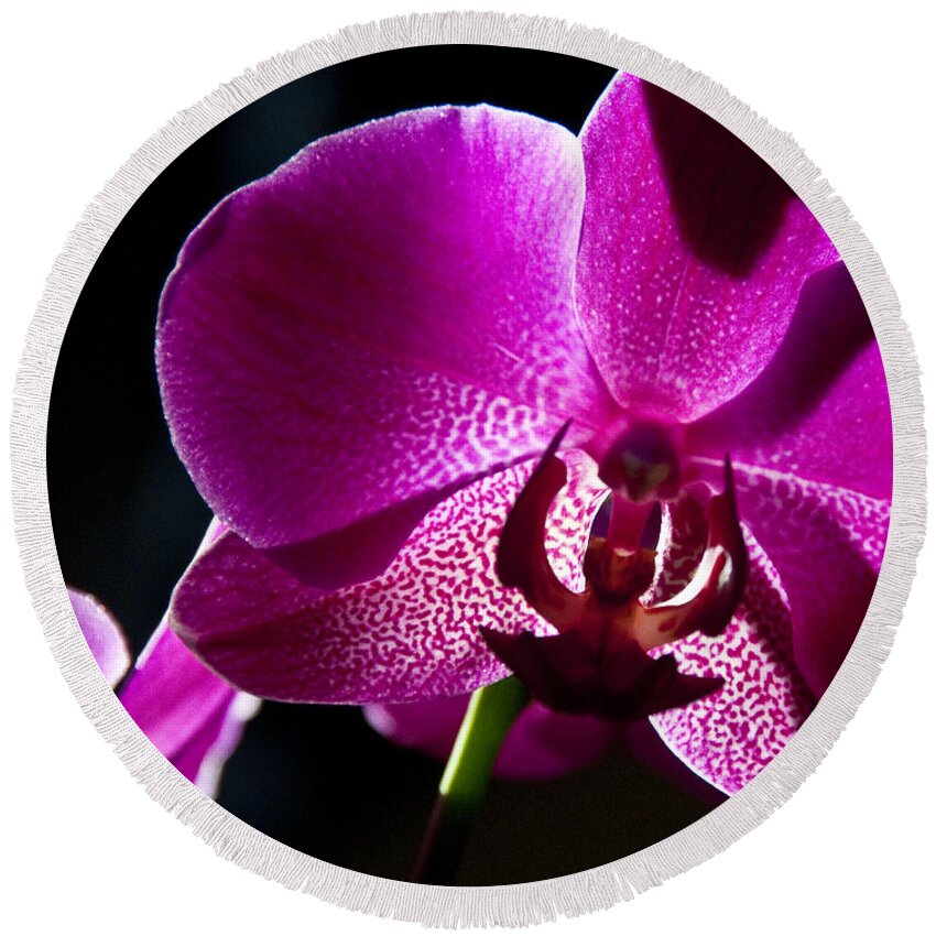 Moth Orchid Round Beach Towel featuring the photograph Magenta Orchid by Ron White