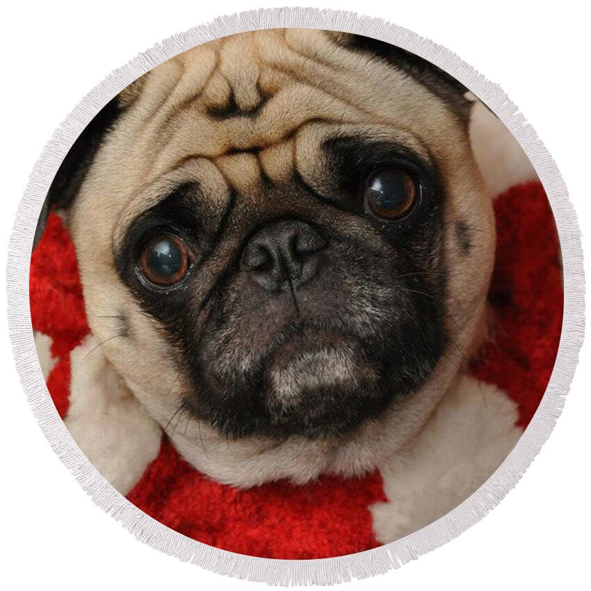 Dog Round Beach Towel featuring the photograph Maggie Girl by Trish Tritz