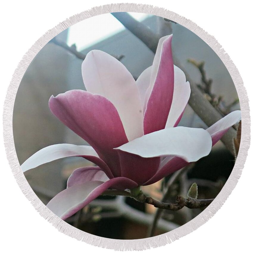 Magnolia Round Beach Towel featuring the photograph Magnificent Magnolia Blossom by Leanne Seymour
