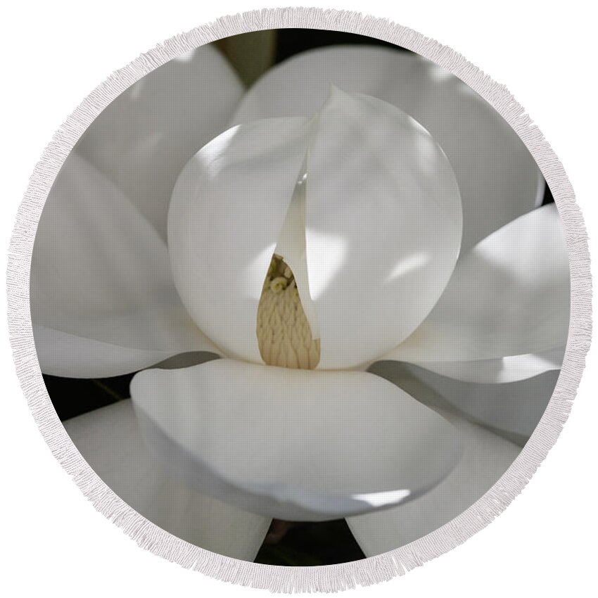 Magnolia Grandiflora Round Beach Towel featuring the photograph Magnolia Beauty - 3 by Diane Macdonald