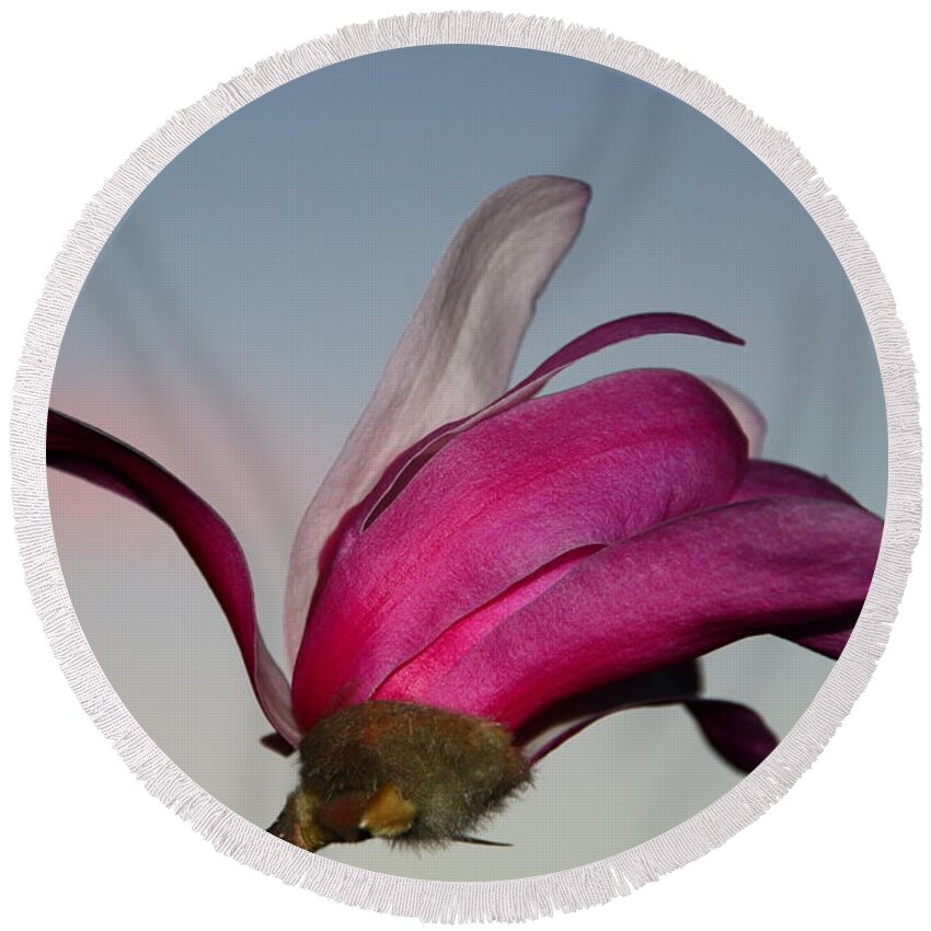 Beautiful Round Beach Towel featuring the photograph Magnolia Blossom in the Sunset by Amanda Mohler