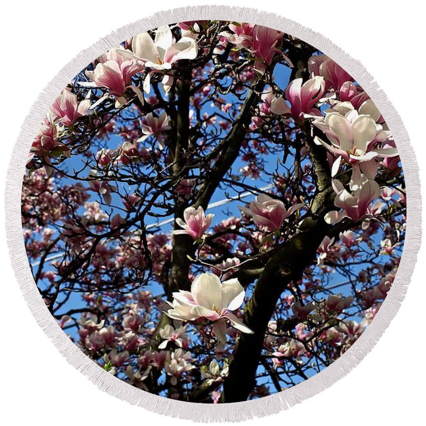 Magnolia Round Beach Towel featuring the photograph Magnolias by Frank J Casella