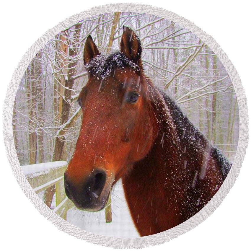 Morgan Horse Round Beach Towel featuring the photograph Majestic Morgan Horse by Elizabeth Dow
