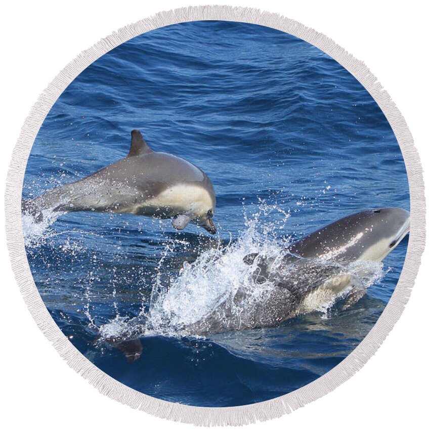 Dolphins Round Beach Towel featuring the photograph Make a Splash by Shoal Hollingsworth