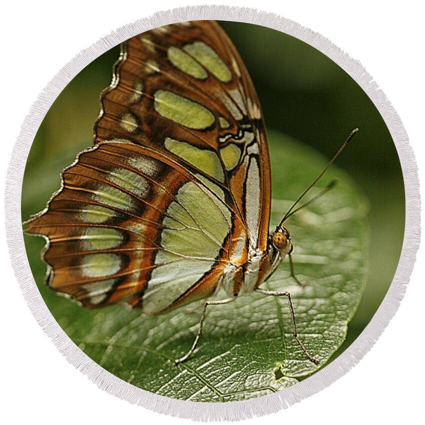 Cindi Ressler Round Beach Towel featuring the photograph Malachite Butterfly by Cindi Ressler