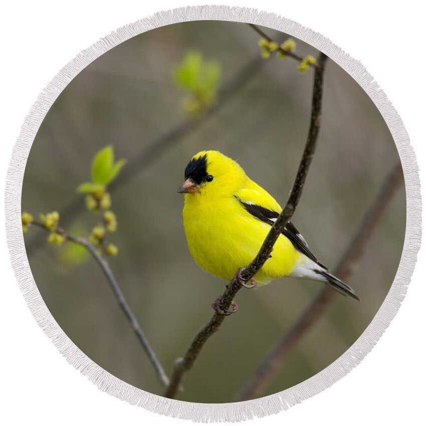 American Goldfinch Round Beach Towel featuring the photograph Male American Goldfinch by Thomas And Pat Leeson