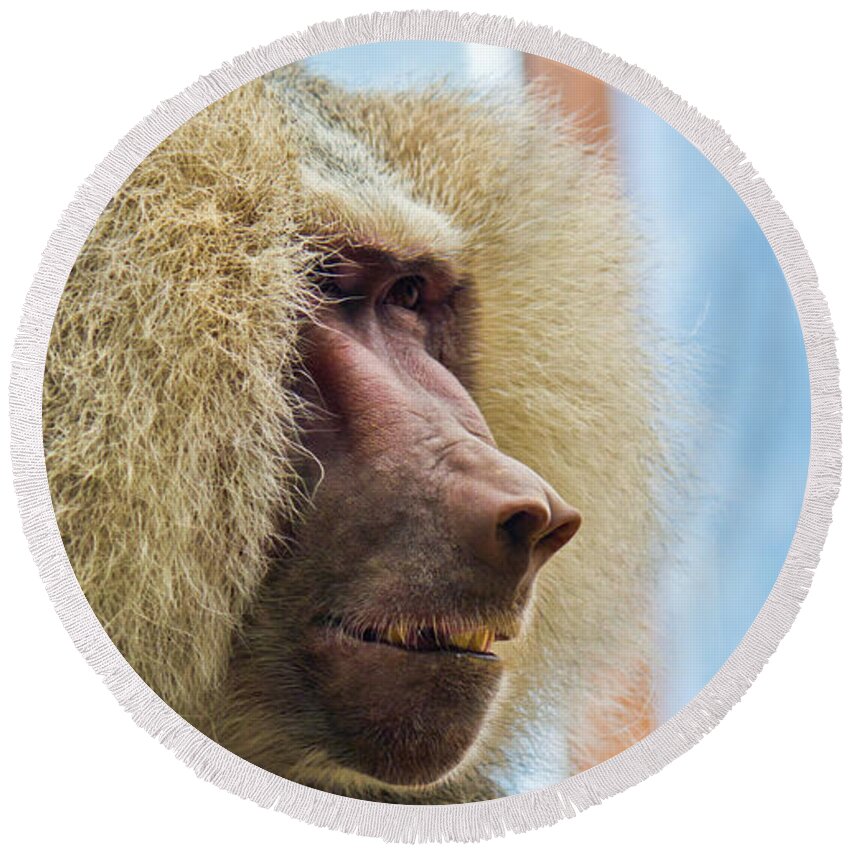 Close Round Beach Towel featuring the photograph Male Baboon by Jonny D