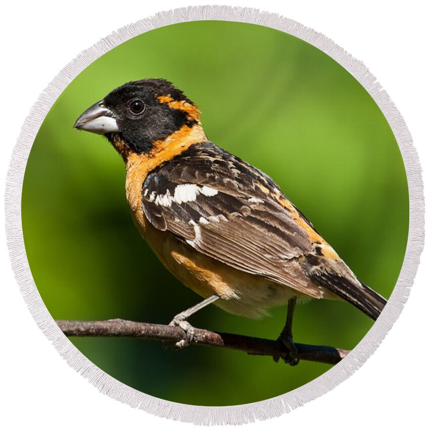 Animal Round Beach Towel featuring the photograph Male Black Headed Grosbeak in a Tree by Jeff Goulden