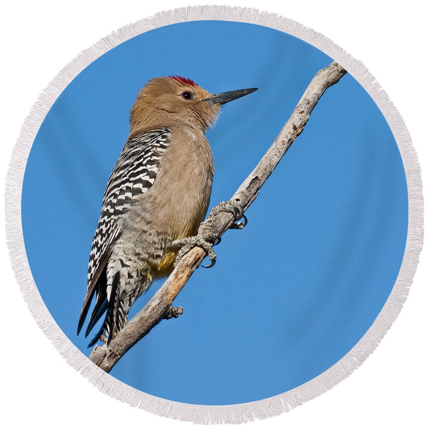 Animal Round Beach Towel featuring the photograph Male Gila Woodpecker by Jeff Goulden