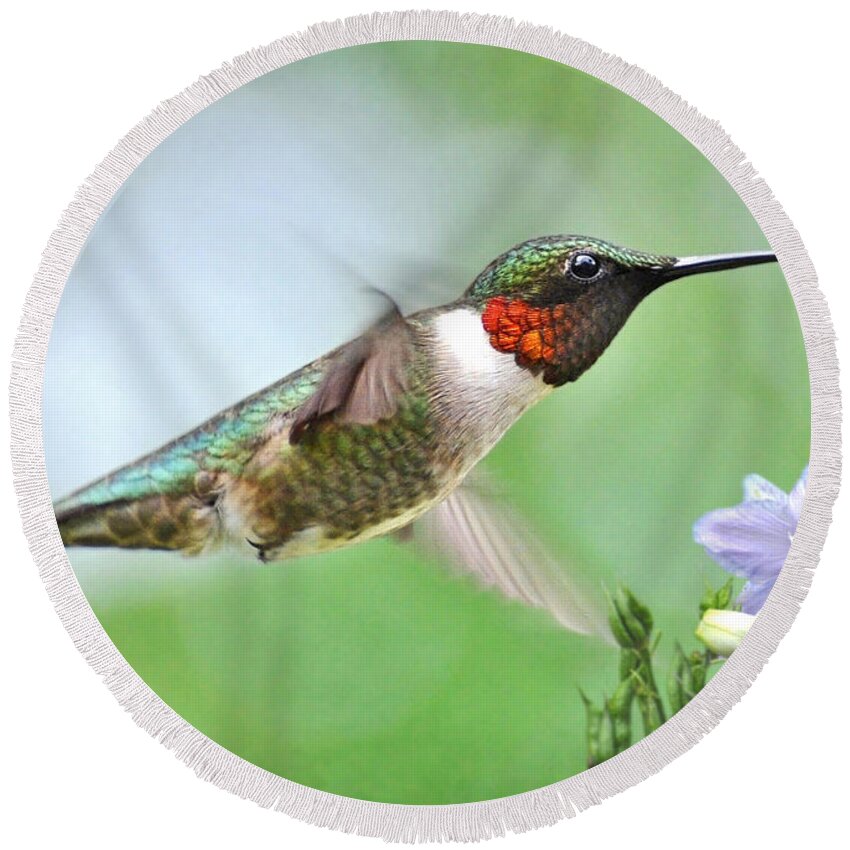 Hummingbird Round Beach Towel featuring the photograph Male Hummingbird Hovering Over Lavender Lapspar Flowers by Kathy Baccari