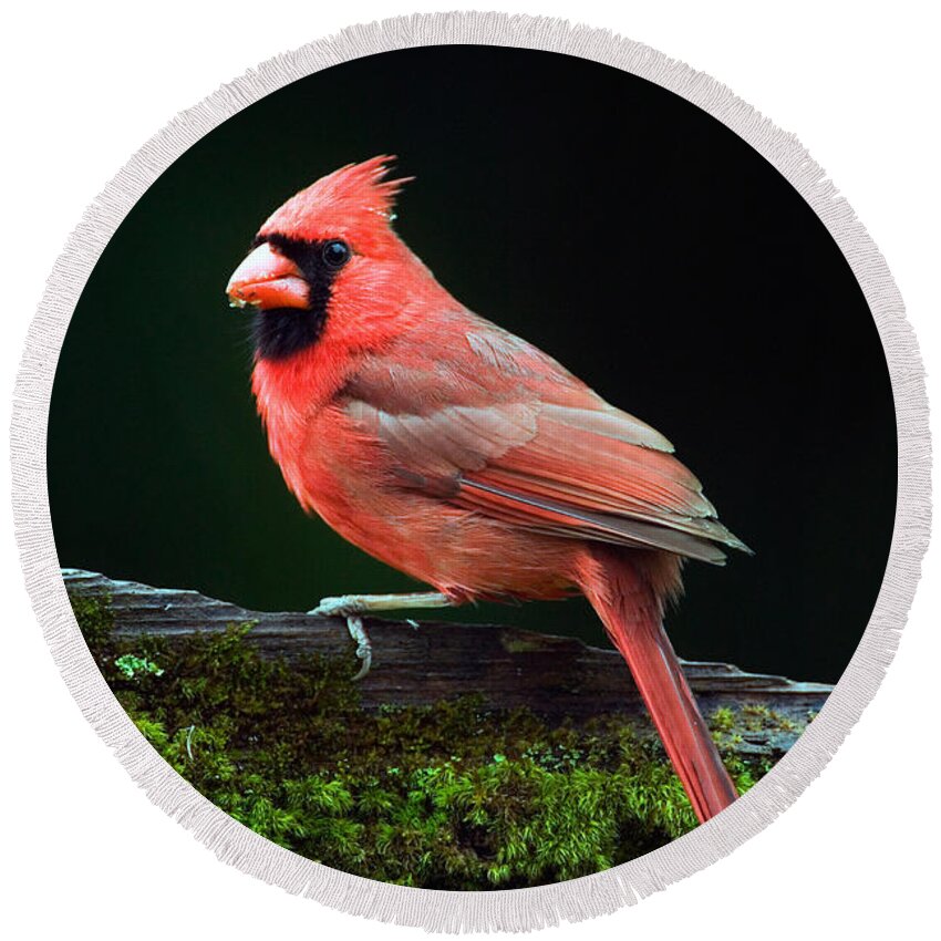 Photography Round Beach Towel featuring the photograph Male Northern Cardinal Cardinalis by Panoramic Images