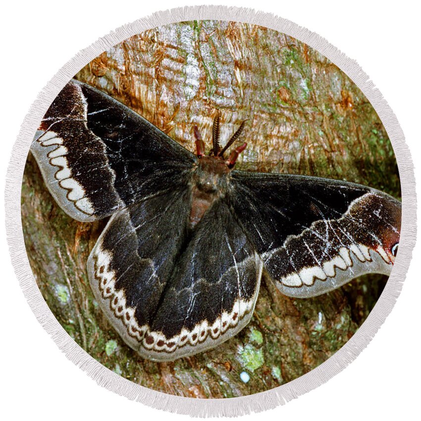 Promethea Moth Round Beach Towel featuring the photograph Male Promethea Moth by Millard H. Sharp