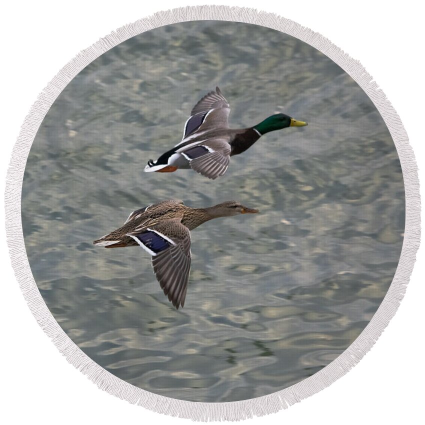 Ducks Round Beach Towel featuring the photograph Mallards on the Move by Holden The Moment