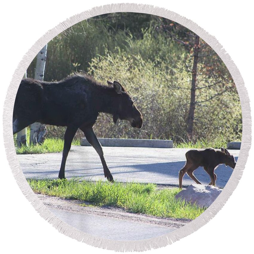 Cow Moose Round Beach Towel featuring the photograph Mama and Baby Moose by Fiona Kennard