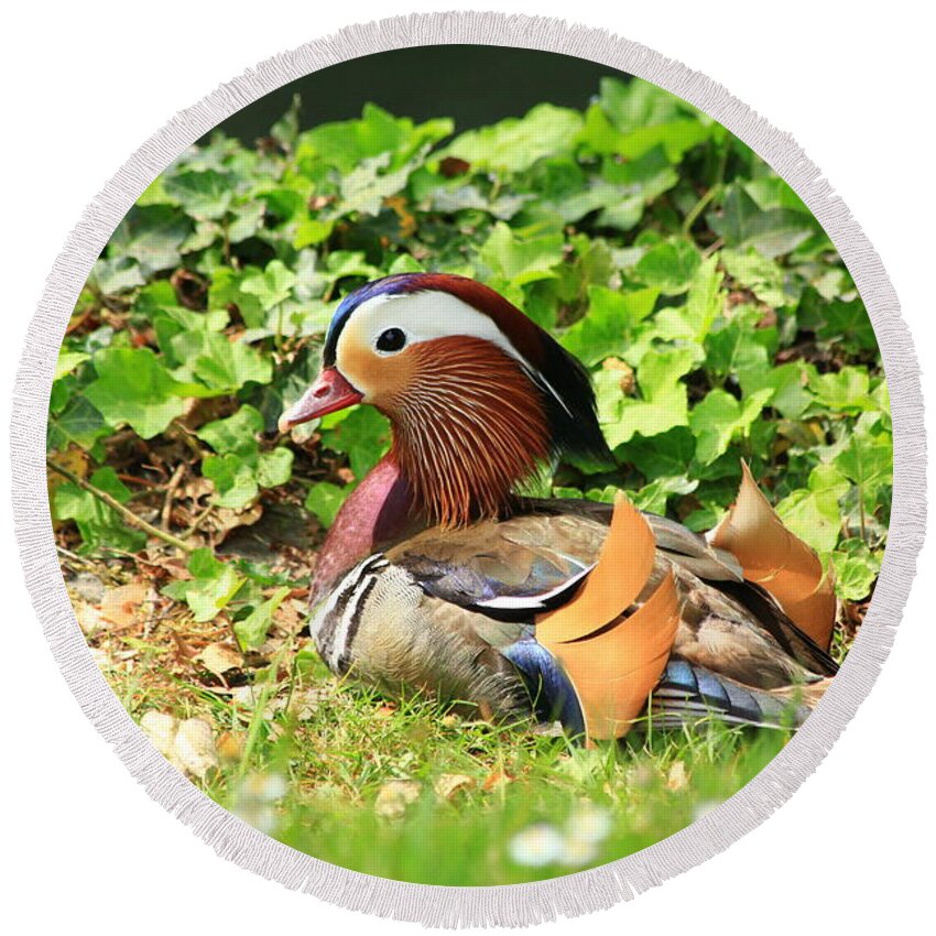 Animal Round Beach Towel featuring the photograph Mandarin Duck in the grass by Amanda Mohler