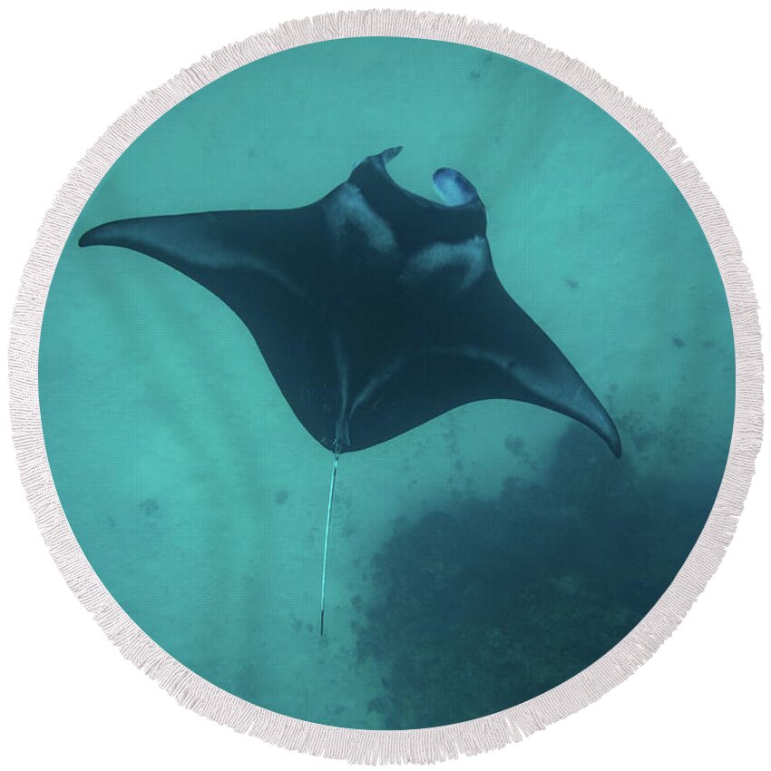 Photography Round Beach Towel featuring the photograph Manta Ray Swimming In The Pacific by Panoramic Images