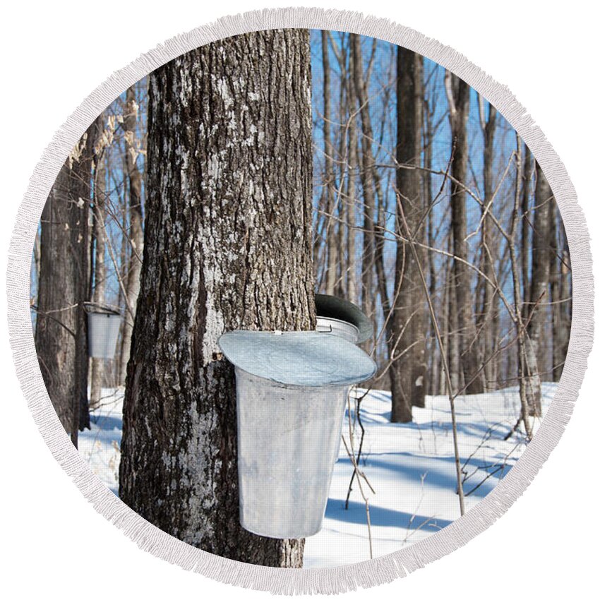 Maple Syrup Round Beach Towel featuring the photograph Maple Forest by Cheryl Baxter