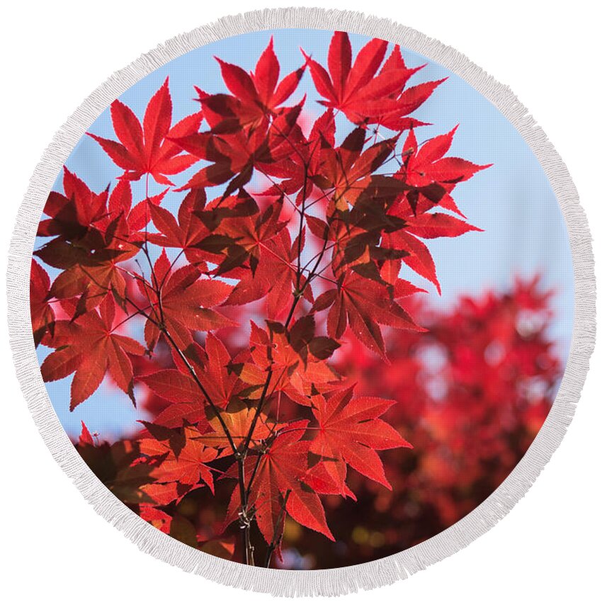 Autumn Round Beach Towel featuring the photograph Maple Leaves by Parker Cunningham