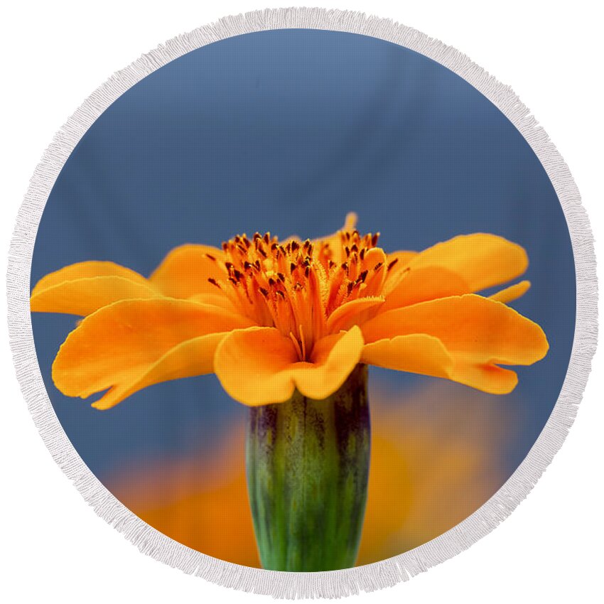 Flower Round Beach Towel featuring the photograph Marigold Morning Blues by Bill and Linda Tiepelman