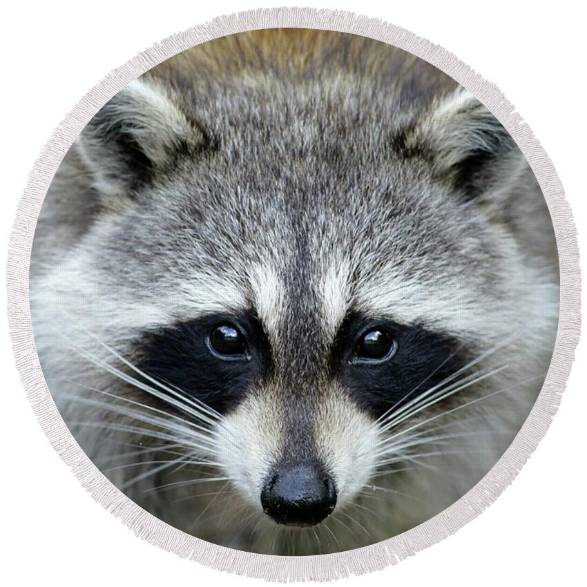 Racoon Round Beach Towel featuring the photograph Masked Bandit by Sabrina L Ryan