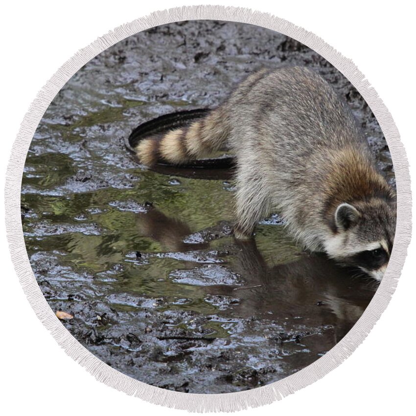 Raccoon Round Beach Towel featuring the photograph Masked Guy by Christiane Schulze Art And Photography