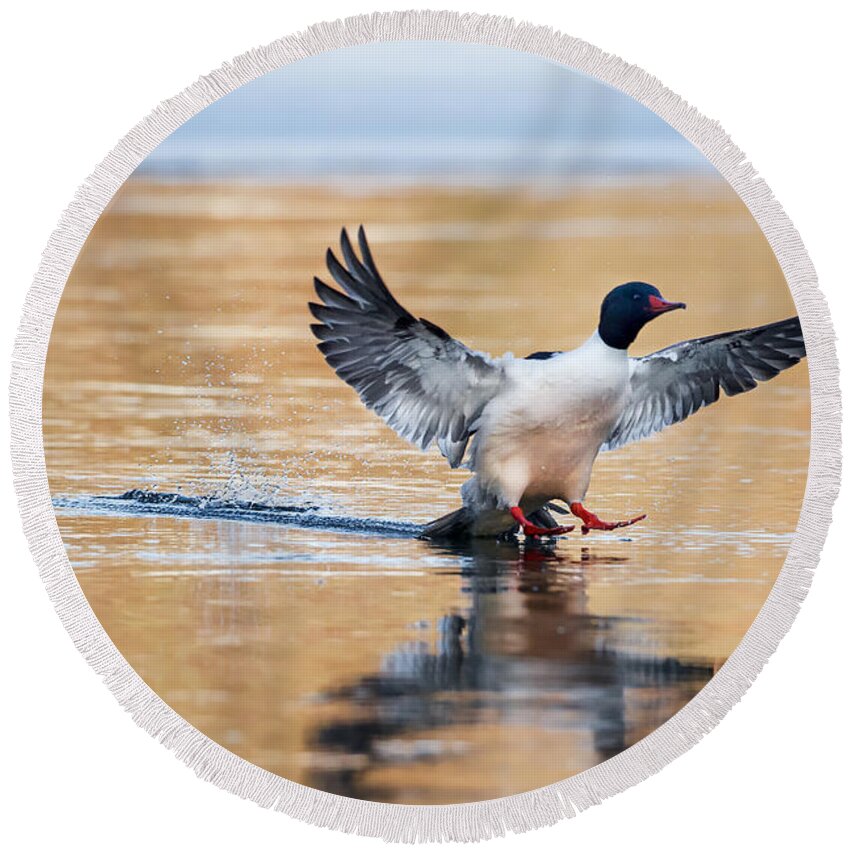 Duck Round Beach Towel featuring the photograph Merganser Tail Landing by Bill Wakeley