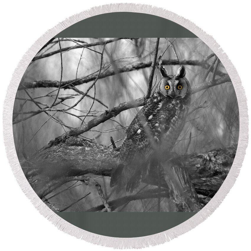 Melissa Peterson Nature Photography Long-eared Owl Long Eared Owls Woods Forest Swamp Swamps Spring Springtime Yellow Eyes Birds Animals Animal Predator Predators Black And White Dramatic Wildlife Wild B&w Sitting Portrait Raptor Raptors Feathers Up Close Ear Ears Creature Creatures Outdoors Outdoor Birding Birder Hunter Nocturnal Bird Of Prey Photo Carnivore Perching Watching Natural Habitat Brush Cyrus Minnesota West Central Amazing North America Typical Erect Tufts Migratory Thickets Thicket Round Beach Towel featuring the photograph Mesmerizing Eyes by James Peterson