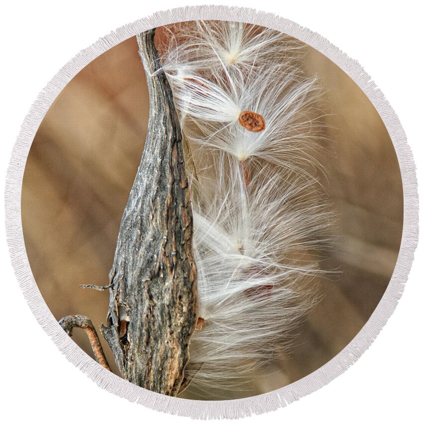 Nature Round Beach Towel featuring the photograph Milkweed Pod and Seeds by William Selander