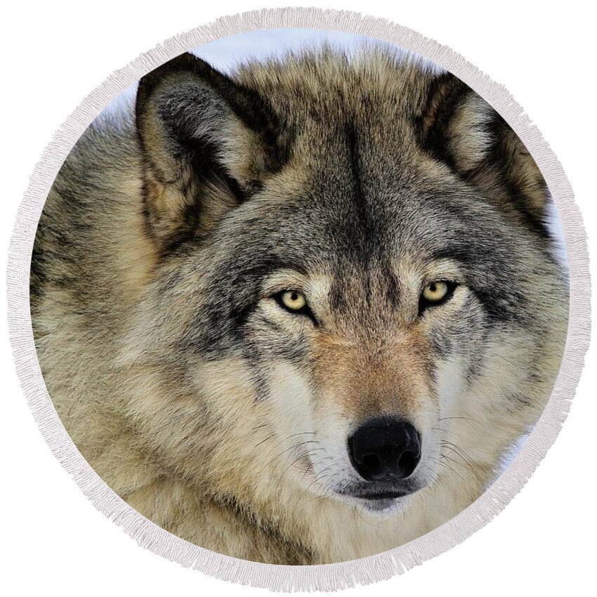 Timber Wolf Round Beach Towel featuring the photograph Misunderstood by Tony Beck