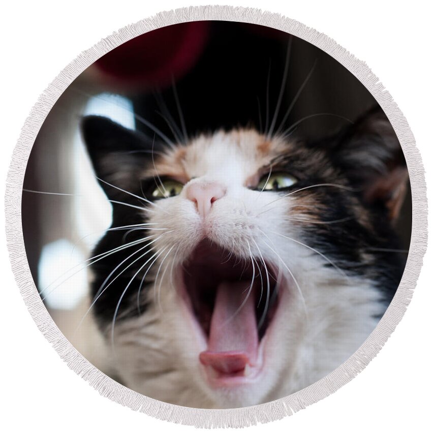 Cat Round Beach Towel featuring the photograph Mochi by Laura Melis