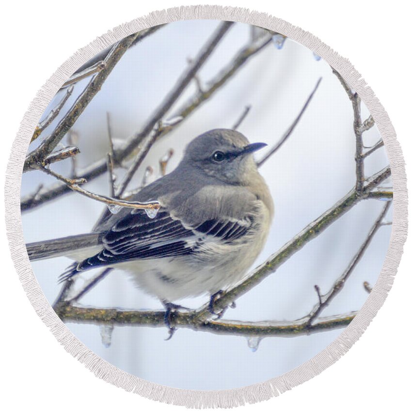 Tree Branches Round Beach Towel featuring the photograph Mockingbird on Ice by Lynellen Nielsen