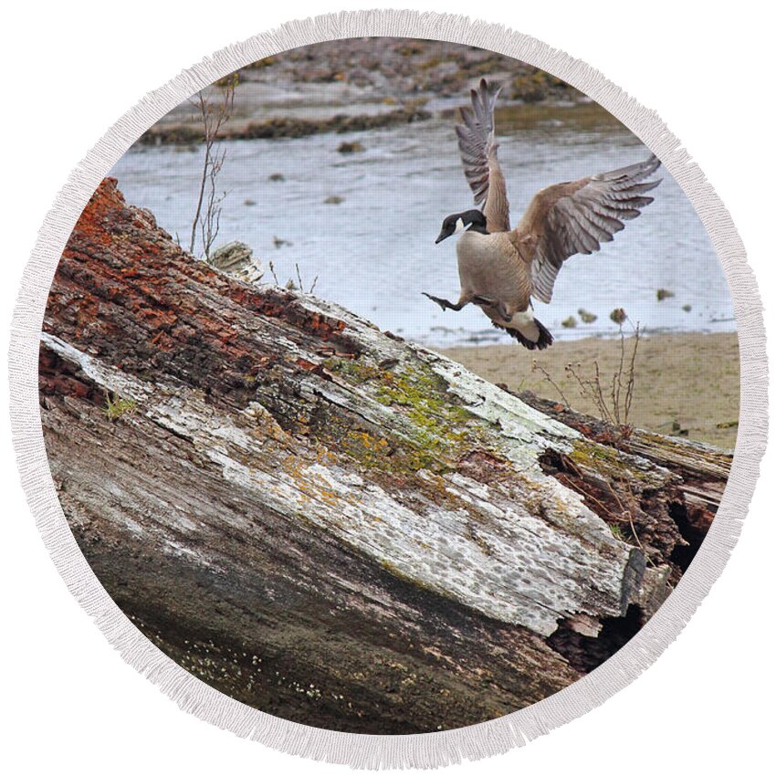 Canada Goose Round Beach Towel featuring the photograph Mom is Home by Randy Hall