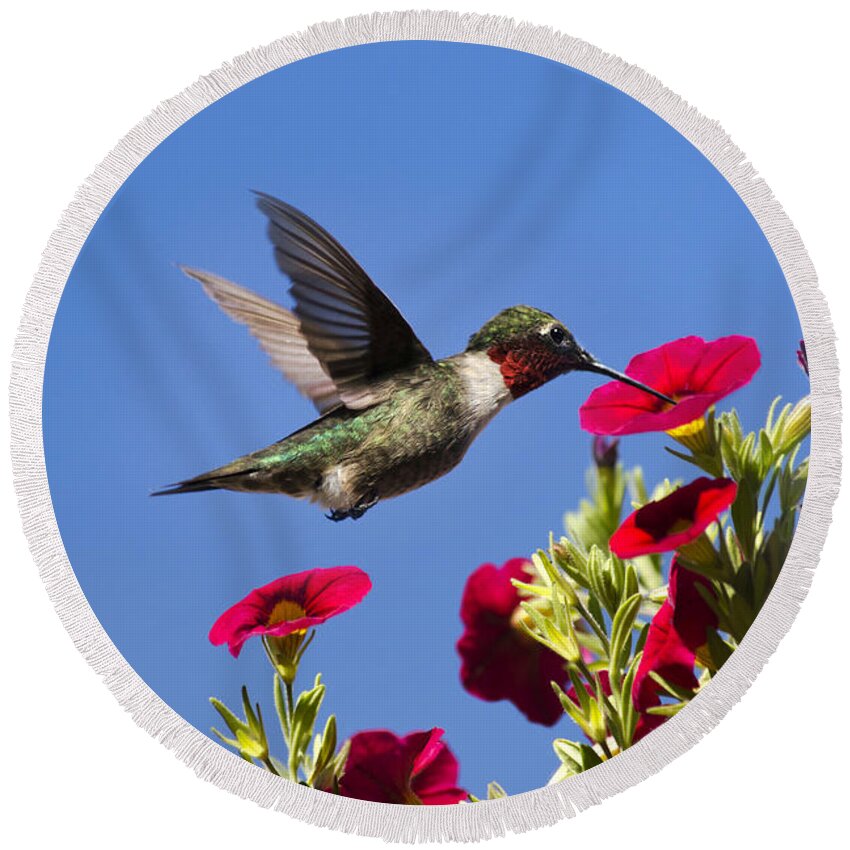 Hummingbird Round Beach Towel featuring the photograph Moments of Joy by Christina Rollo