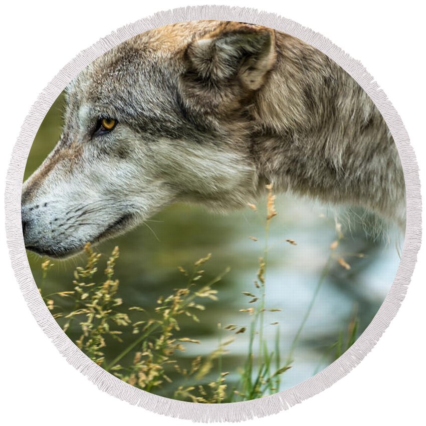 Wolf Round Beach Towel featuring the photograph Momentum by Yeates Photography