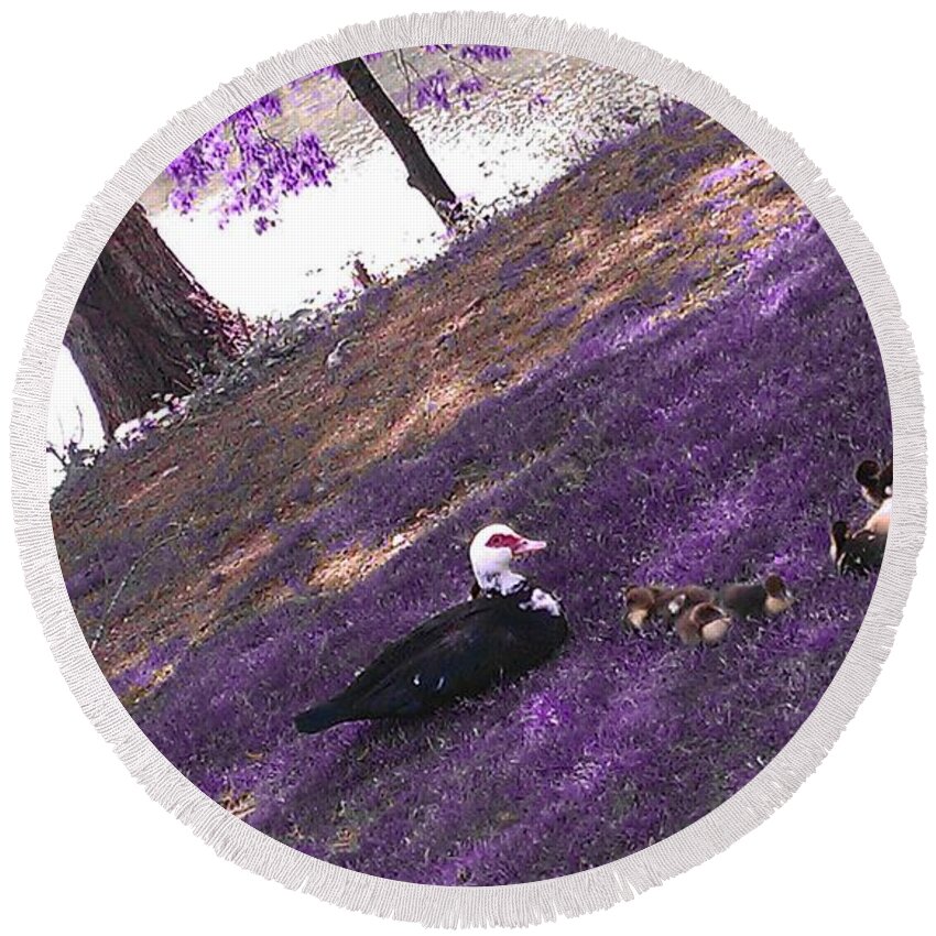 Lake Round Beach Towel featuring the photograph Momma Duck and Chicks by Kenny Glover