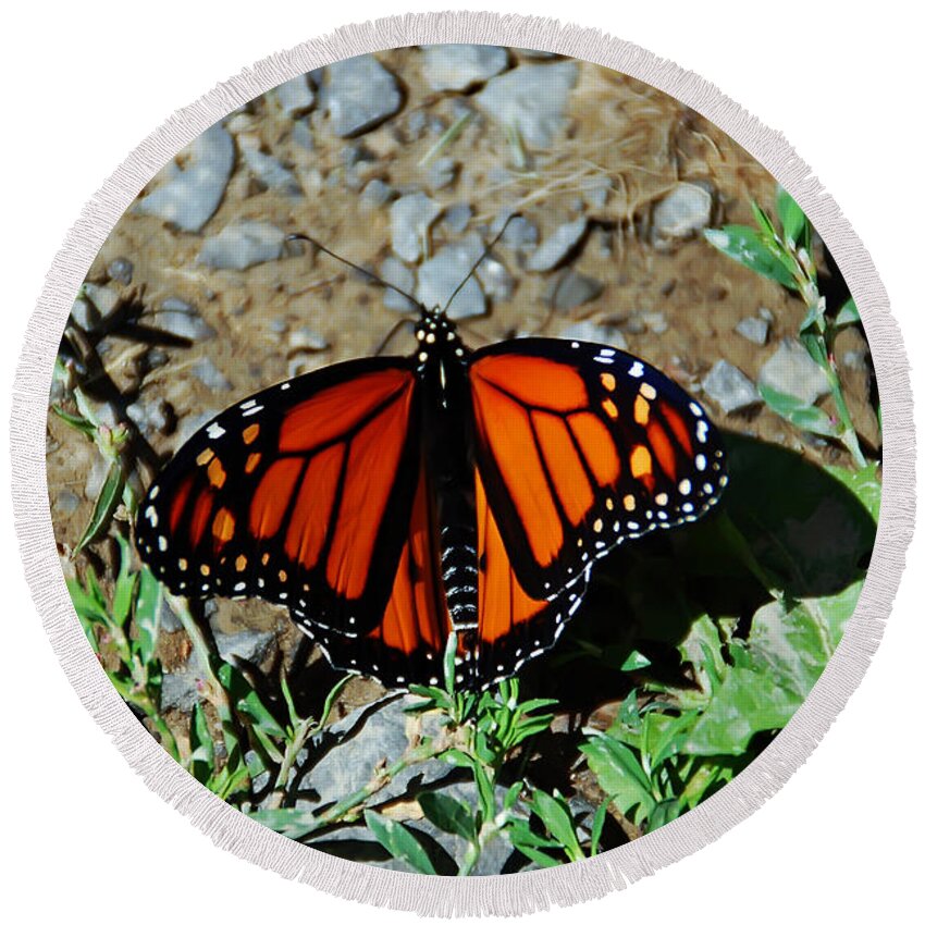 Butterfly Round Beach Towel featuring the photograph Monarch by Aimee L Maher ALM GALLERY
