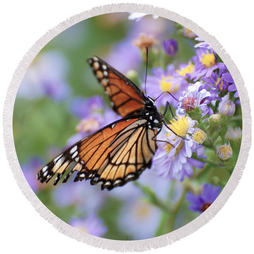 Monarch Butterfly Round Beach Towel featuring the photograph Monarch butterfly 3 by Tracy Winter