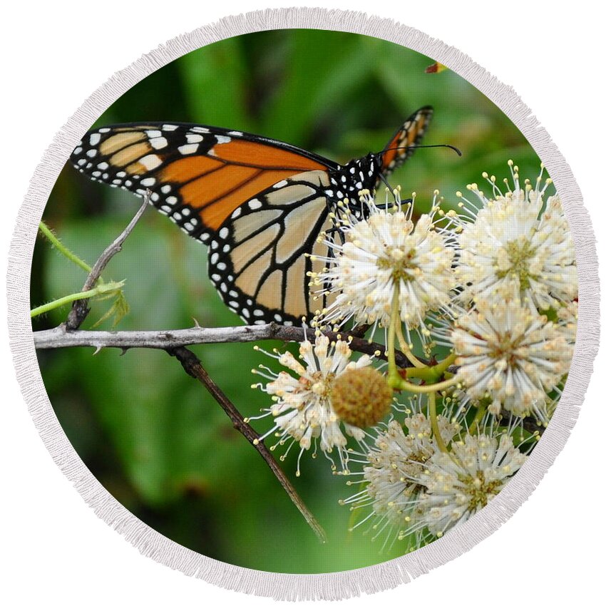 Monarch Butterfly Round Beach Towel featuring the photograph Monarch Butterfly on flower by Stacy Abbott