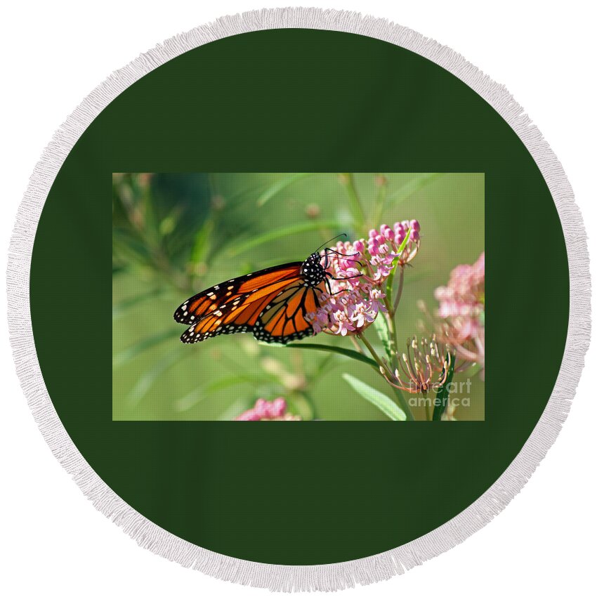 Monarch Round Beach Towel featuring the photograph Monarch Butterfly on Milkweed by Karen Adams