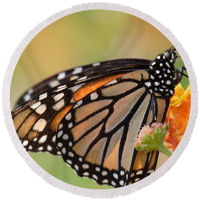 Monarch Butterfly With Backlit Wings Round Beach Towel featuring the photograph Monarch Butterfly With Backlit Wings by Daniel Reed