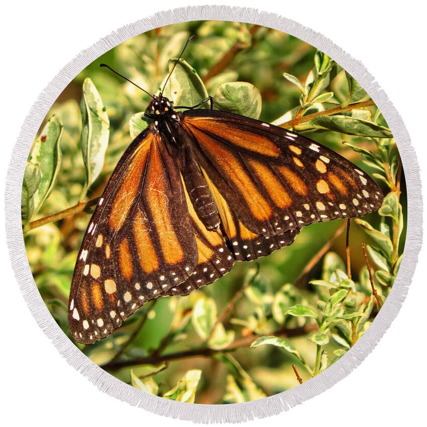 Monarch Butterfly Round Beach Towel featuring the photograph Monarch In The Journey by Ella Kaye Dickey
