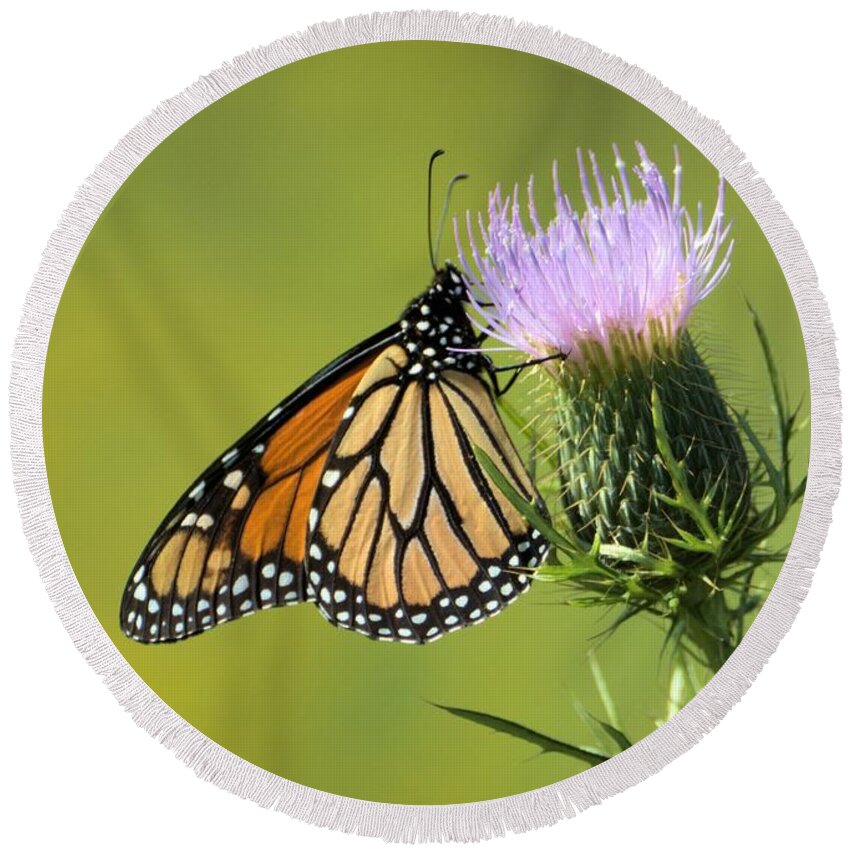 Background Round Beach Towel featuring the photograph Monarch On Thorns by Bonfire Photography