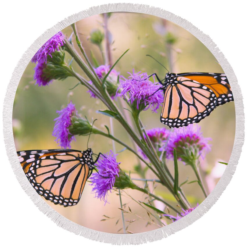 Monarch Round Beach Towel featuring the photograph Monarch Pair by Hermes Fine Art