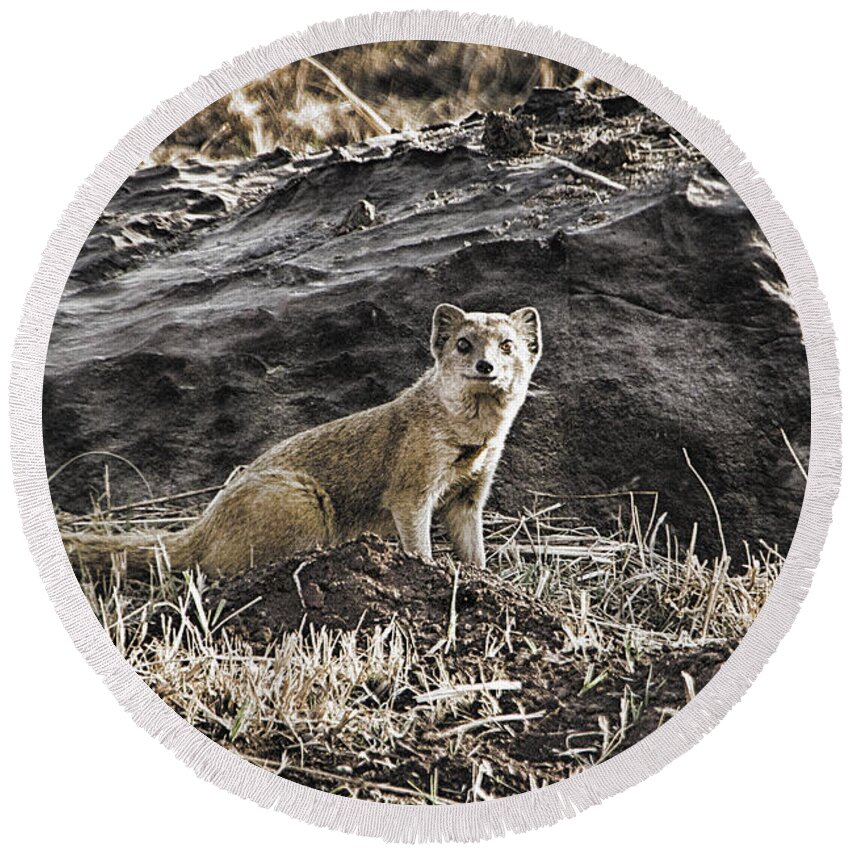 Mongoose Round Beach Towel featuring the photograph Mongoose-South Africa by Douglas Barnard