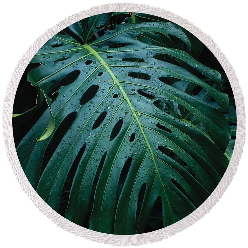 Monstera Plant Round Beach Towel featuring the photograph Monstera Plant by Tracy Knauer