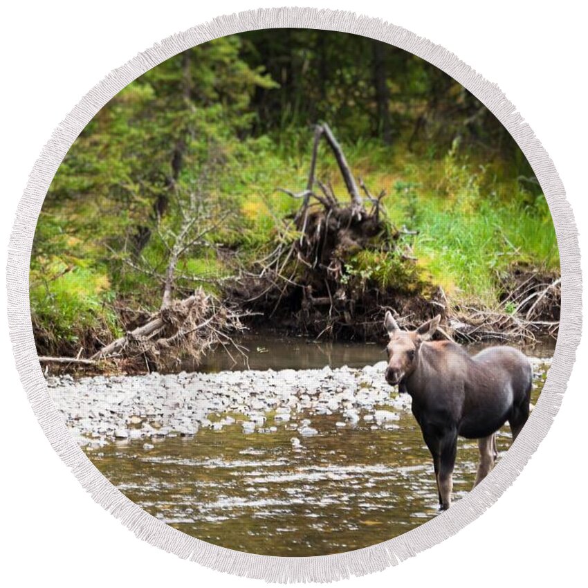 Wyoming Round Beach Towel featuring the photograph Moose in Yellowstone National Park  by Lars Lentz
