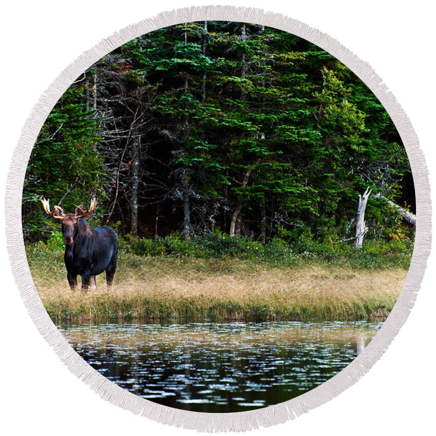 Animal Round Beach Towel featuring the photograph Moose by U Schade