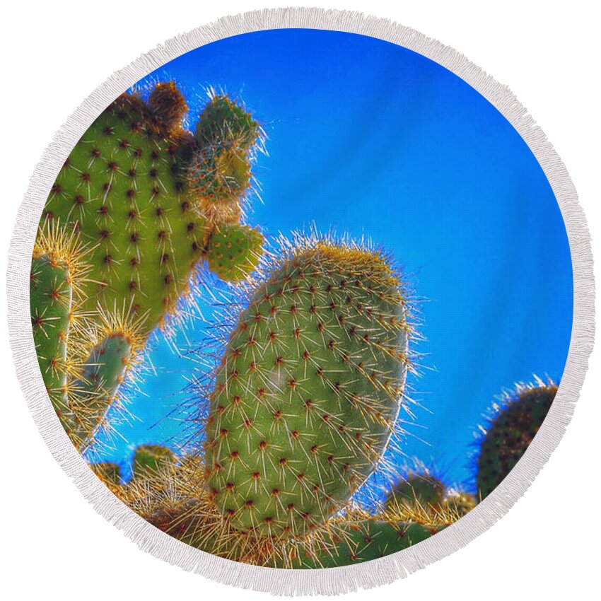 Cactus Round Beach Towel featuring the photograph Morning Bristles by Bill Owen