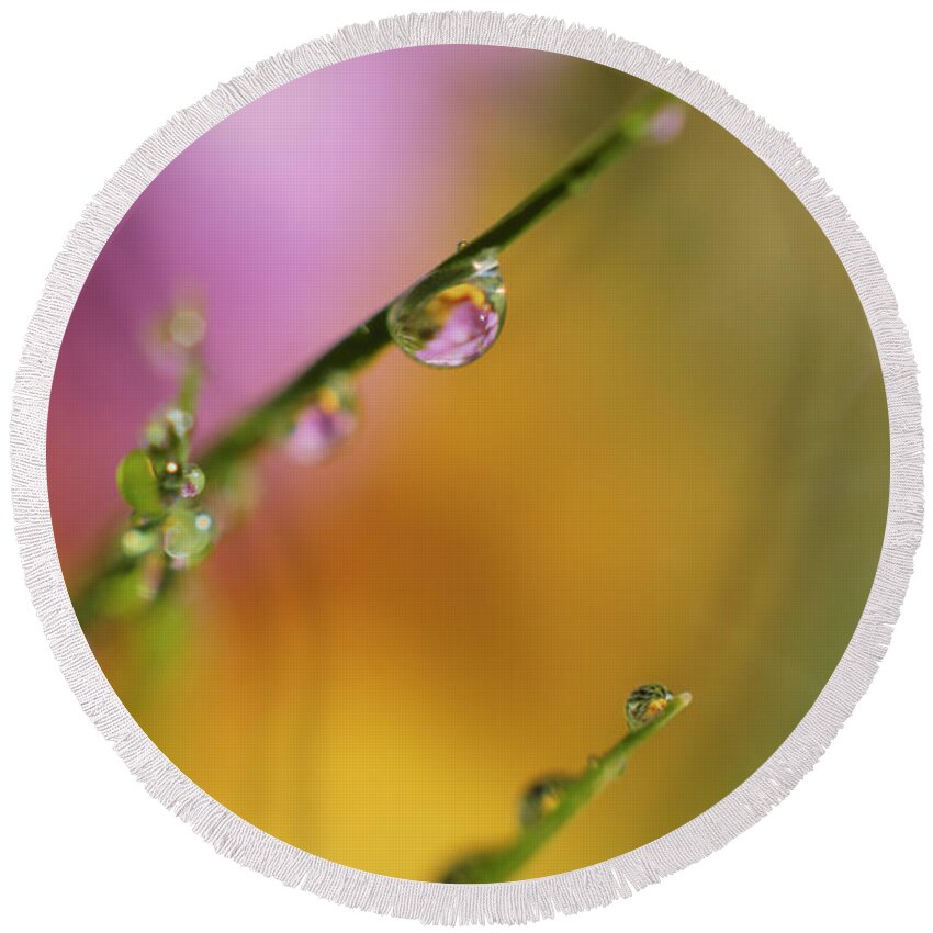 Close-up Round Beach Towel featuring the photograph Morning Dew by Arthur Fix